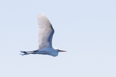 great blue heron th 3
