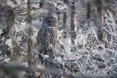 great horned owl th 2