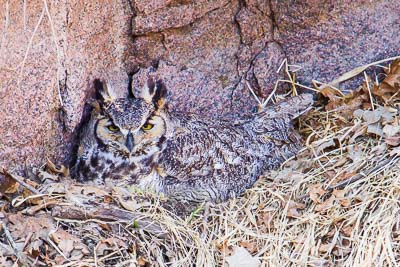 great horned owl th 3