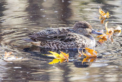 green-winged teal th 3