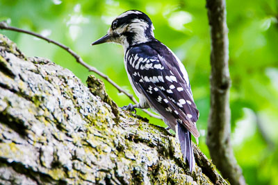 hairy woodpecker th 2