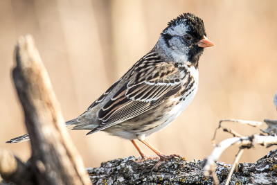 Harris's Sparrow th 2