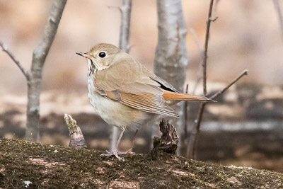 hermit thrush th 2