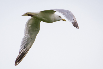 herring gull th 2