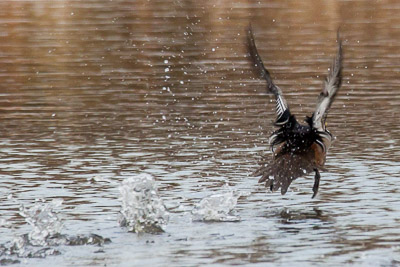 hooded merganser th 2