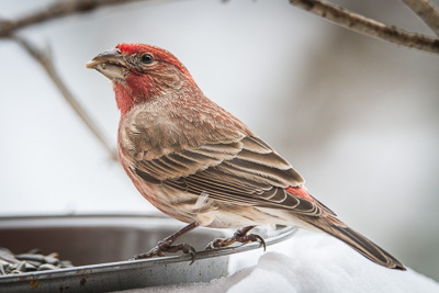 house finch th 4