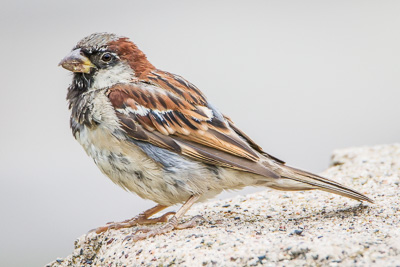house sparrow th 4