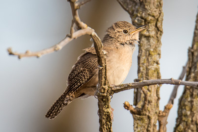 house wren th 3