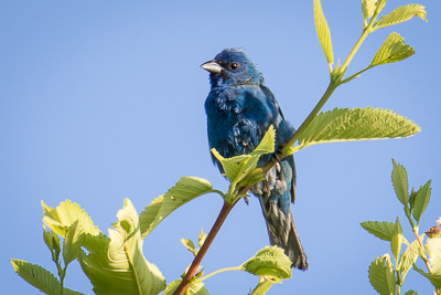 indigo bunting th 2