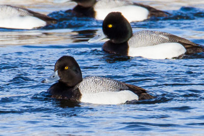 Lesser Scaup th 2