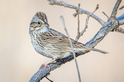 Lincoln's Sparrow th 2