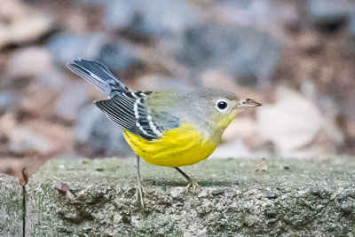 magnolia warbler th 2