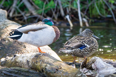 mallard th 2