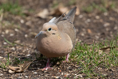 mourning dove th 2