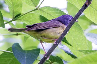 mourning warbler th 2
