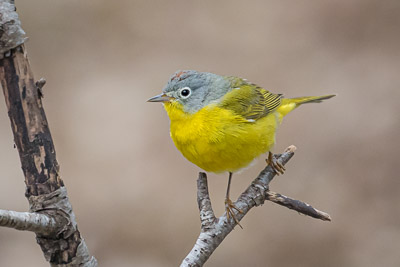 nashville warbler th 2