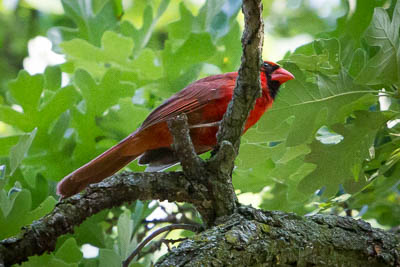 northern cardinal th 2