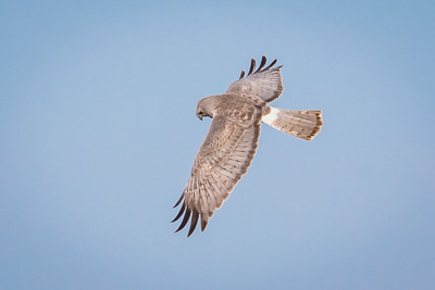 northern harrier th 3