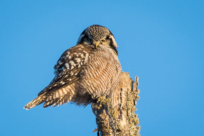 northern hawk owl th 2