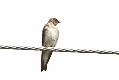 northern rough winged swallow th 2