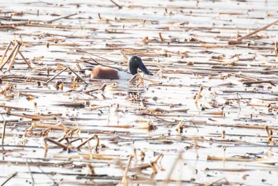 northern shovelerth 2