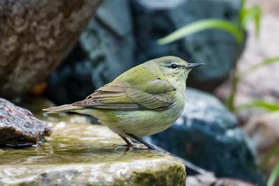 orange-crowned warbler th 2