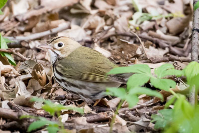 ovenbird th 2