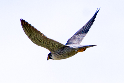 peregrine falcon th 1