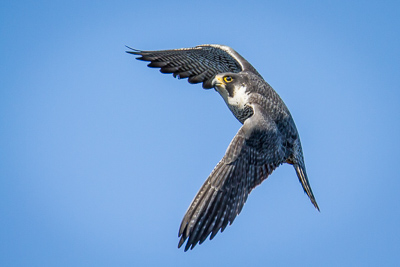 peregrine falcon th 3