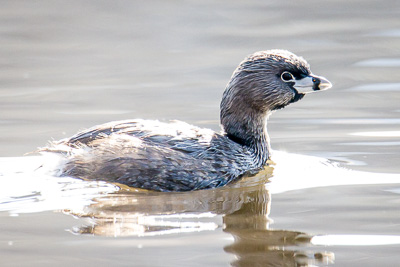 pied-billed grebe th 1