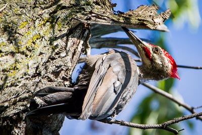pileated woodpecker th 3