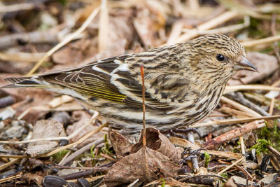 pine siskin th 2