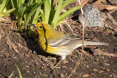 pine warbler th 2