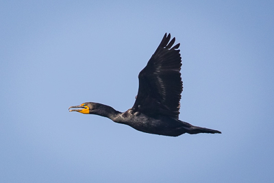double crested cormorant th 2