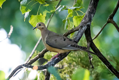 mourning dove th 2