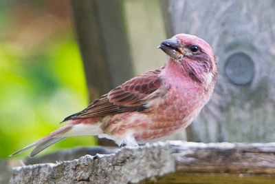 purple finch th 3
