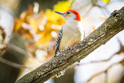 red bellied woodpecker th 2