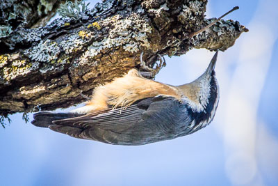 red breasted nuthatch th 2