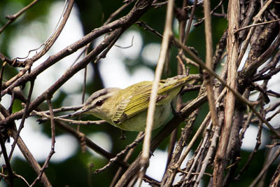 red-eyed vireo th 2