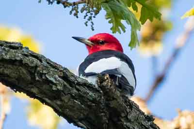 red headed woodpecker th 3