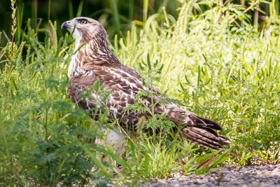 red tailed hawk th 7