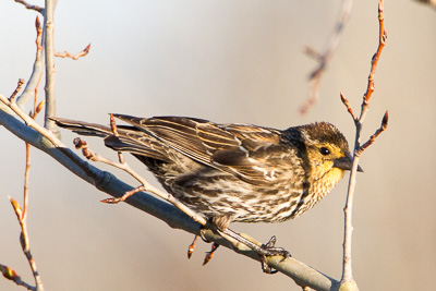 red winged blackbird th 2
