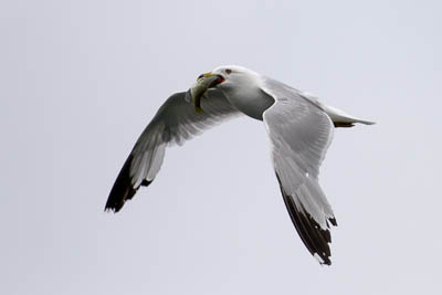 ring billed gull th 2