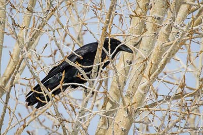 american crow th 2