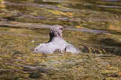 american dipper th 2