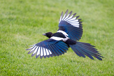 black billed magpie th 2