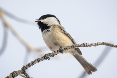 black capped chickadee th 2