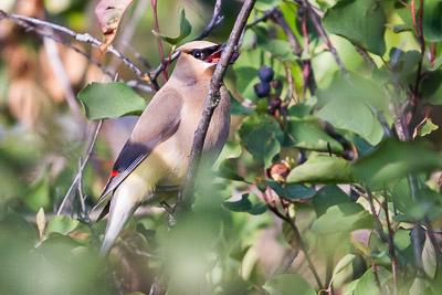 cedar waxwing th 1