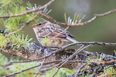 chipping sparrow th 1
