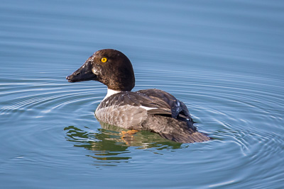 common goldeneye th 2